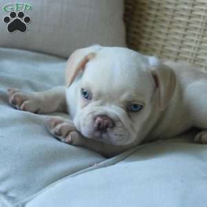 Pugsley, French Bulldog Puppy